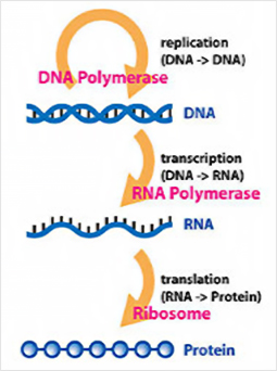 복제/전사/번역