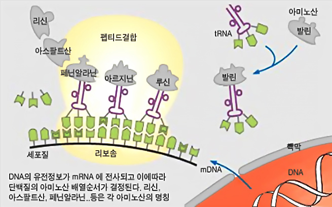 DNA의 단백질 형성과정