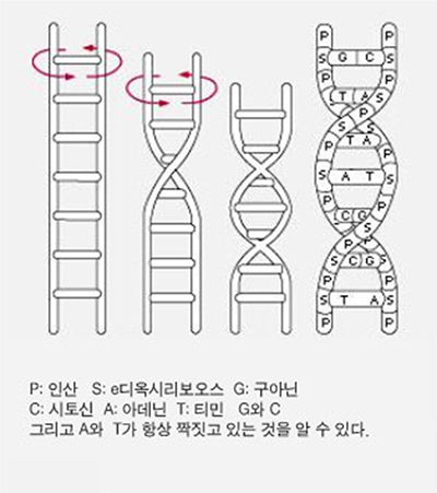 DNA 이중나선구조 