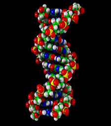 DNA의 모형