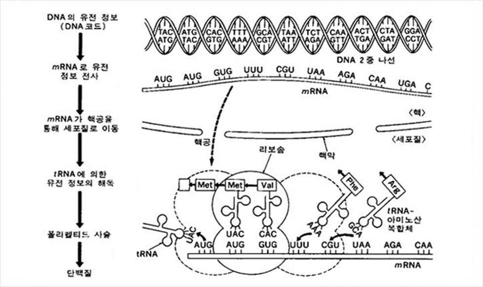 단백질 합성과정의 모식도 DNA유전정보 -> mRNA로 유전정보전사 -> mRNA가 핵공율통해 세포질로 이동 -> tRNA에 의한 유전정보의 해독 -> 폴리펩티드 사슬 -> 단백질