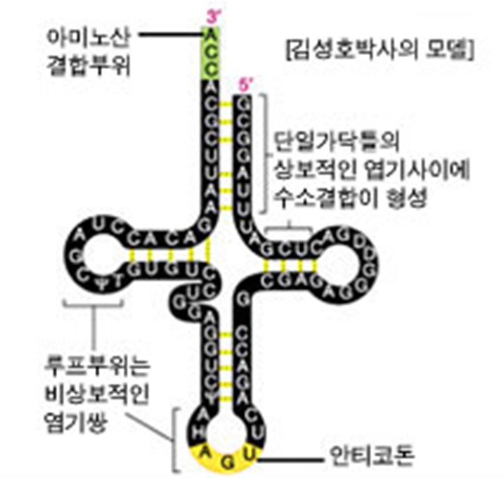 transfer RNA : 전령RNA