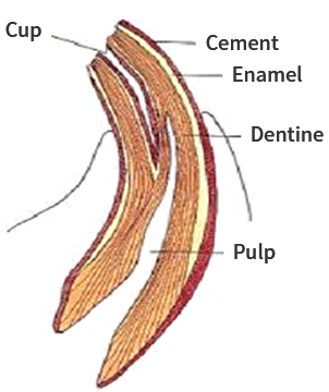 Cup-치와 (누두의 가운데 부분),Cement-시멘트질,Enamel-사기질,Dentine-상아질,Pulp-치수