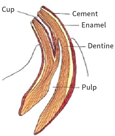 Cup-치와 (누두의 가운데 부분),Cement-시멘트질,Enamel-사기질,Dentine-상아질,Pulp-치수