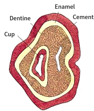 Crown-치관,Root-뿌리,Pulp-치수,Socket-치조,Chewing surface-씹는 면