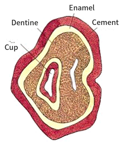 Crown-치관,Root-뿌리,Pulp-치수,Socket-치조,Chewing surface-씹는 면