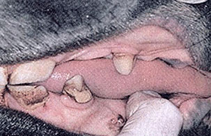 싸움에 사용되는 치아로서의 기능을 상실된 견치사진