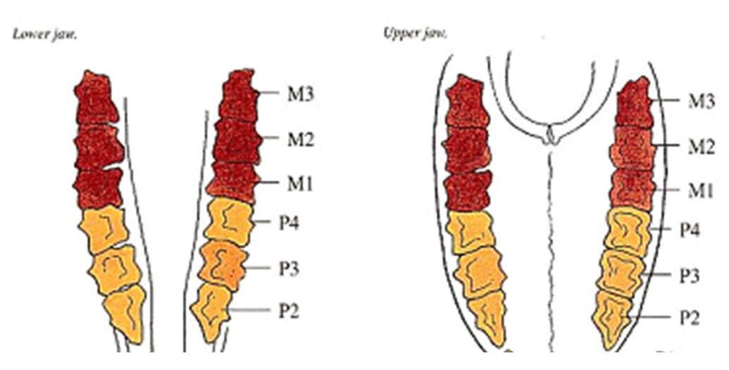 트리아단 분류법에서는 위 오른쪽 - 위 왼쪽 - 아래 왼쪽 - 아래 오른쪽 순으로 번호를 부여한다. 첫 번째 숫자는 턱의 4분할을 나타낸다.