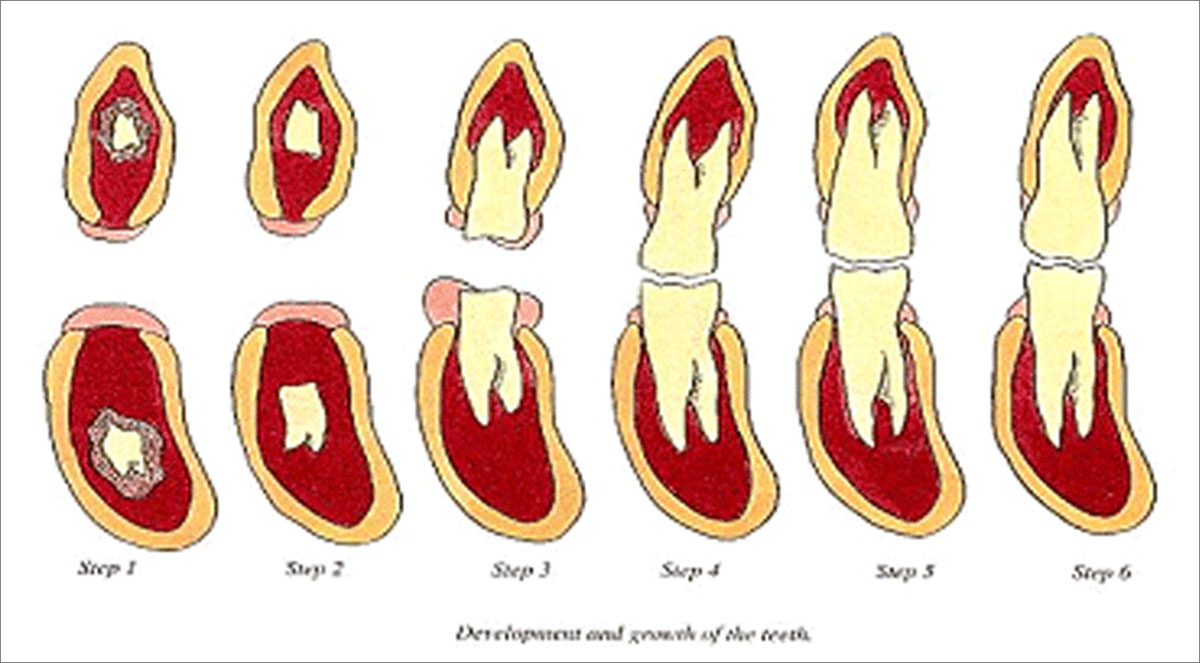 말 치아 성장단계별 사진