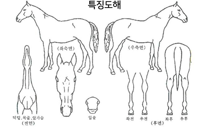 말의 좌측면, 우측면, 턱밑, 목줄, 앞가슴(전면), 입술, 좌전, 우전, 좌후, 우후(후면)에 말의 특징을 표시 할 수 있는 특징도해