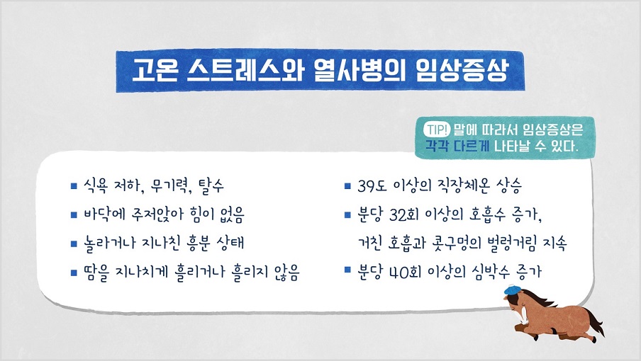 고온 스트레스와 열사병의 임상증상 TIP! 말에 따라서 임상증상은 각각 다르게 나타날 수 있다. 식욕저하, 무기력, 탈수, 바닥에 주저안아 힘이 없음, 놀라거나 지나친 흥분상태, 땀을 지나치게 흘리거나 흘리지 않음, 39도 이상의 직장체온 상승, 분당 32회 이상의 호흡수 증가, 거친 호흡과 콧구멍의 벌렁거림 지속, 분당 40회 이상의 심박수 증가