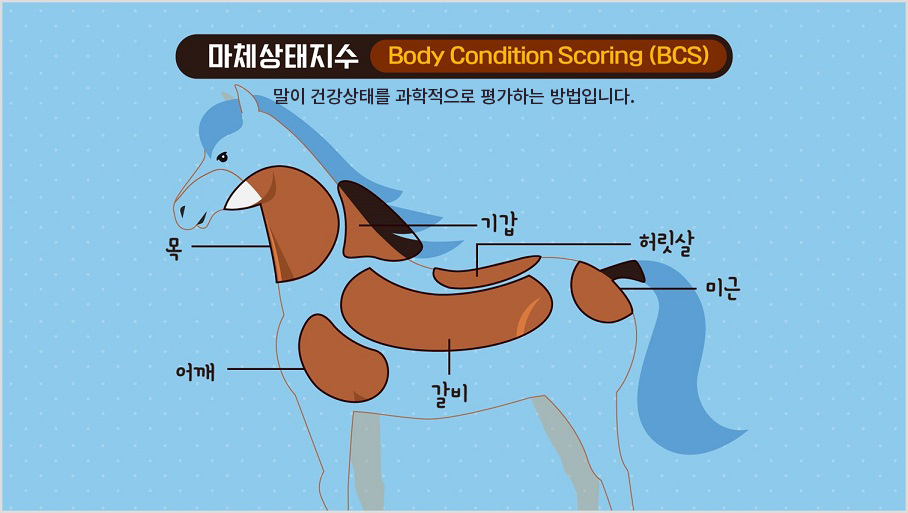 마체 상태지수 Body Condition Scoring(BCS) 말이 건강상태를 과학적으로 평가하는 방법입니다. 말 그림에 목, 기갑, 어깨, 갈비, 허릿살, 미근이 강조되어 표시 되어 있습니다.