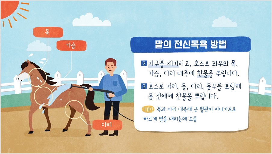 말의 전신 목욕 방법 2 마구를 제거하고 호스로 좌우의 목, 가슴, 다리 내측에 찬물을 뿌립니다. 3. 호스로 머리, 등, 다리, 둔부를 포함해 몸 전체에 찬물을 뿌립니다. TIP! 목과 다리 내측에 큰 혈관이 지나가므로 빠르게 열을 내리는데 도움